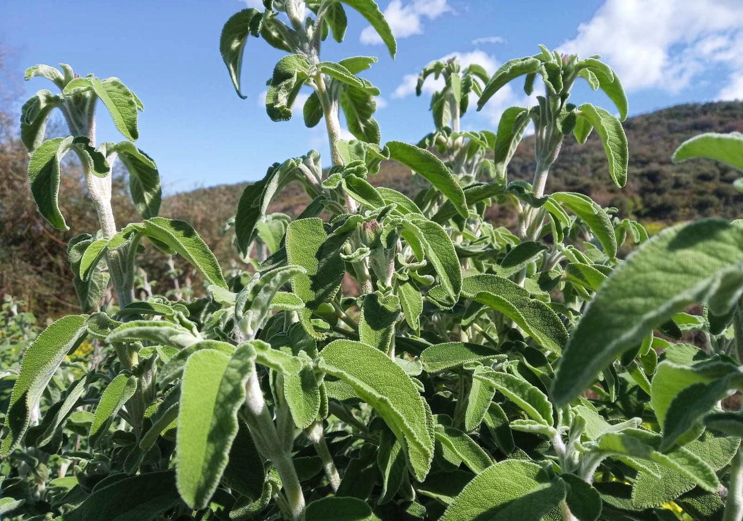 Multi Booster – Kräutertee-Mischung | 50 g im wiederverschließbaren Standbeutel