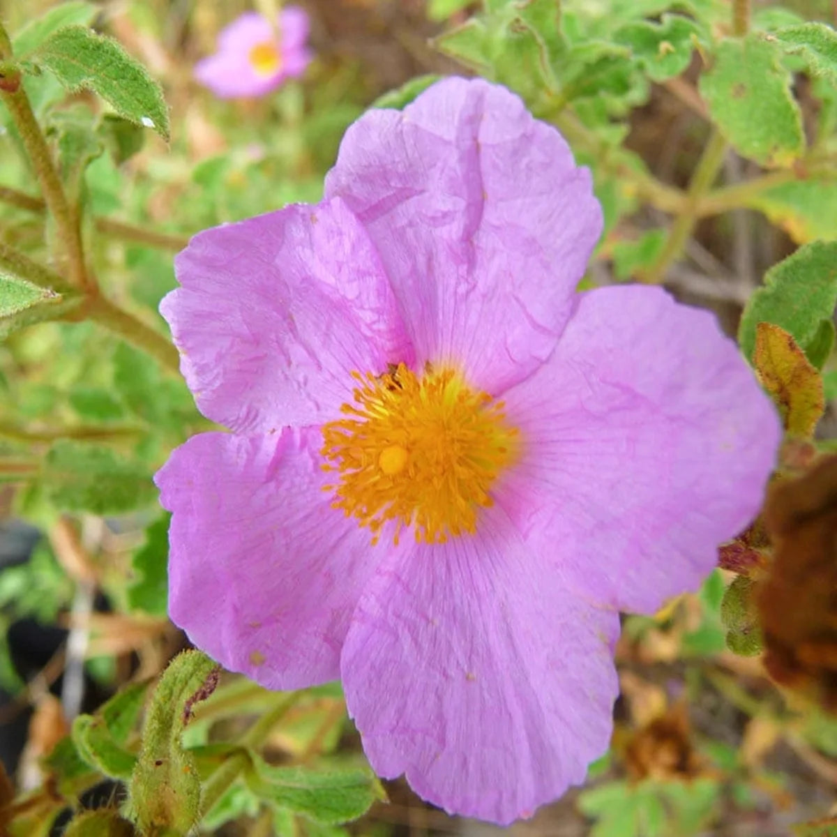 Harmony – Kräutertee-Mischung | 50 g im wiederverschließbaren Standbeutel